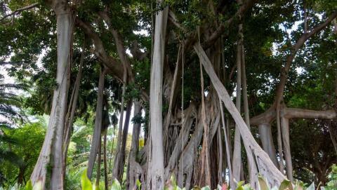 Árboles singulares de Canarias / CanariasNoticias.es Árboles singulares de Canarias / CanariasNoticias.es