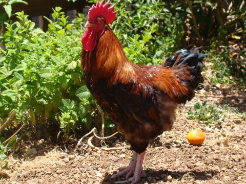 Gallina canaria / CanariasNoticias.es Gallina canaria / CanariasNoticias.es
