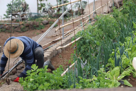 Explotación agrícola en Canarias / CanariasNoticias.es Explotación agrícola en Canarias / CanariasNoticias.es