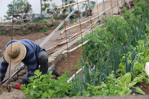 Explotación agrícola en Canarias / CanariasNoticias.es