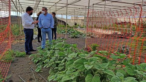 Lanzarote fomenta el cultivo de las fresas / CanariasNoticias.es Lanzarote fomenta el cultivo de las fresas / CanariasNoticias.es