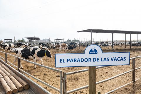 Leche Sandra abre su granja en Agüimes / CanariasNoticias.es