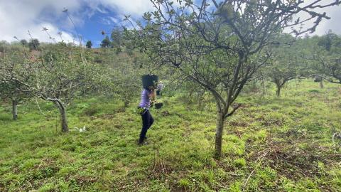 Recogida de manzanas en Valleseco / CanariasNoticias.es