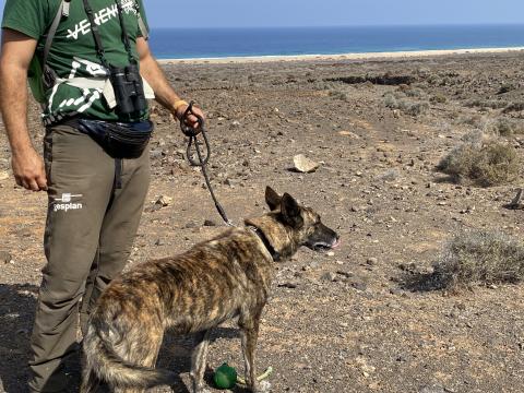 Búsqueda y detección de veneno en Cofete (Fuerteventura)