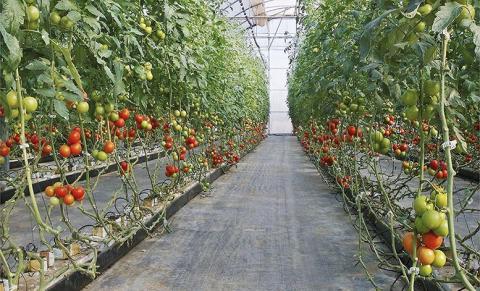 Tomate canario7 canariasnoticias.es Tomate canario7 canariasnoticias.es