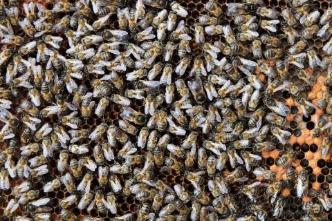 Abejas negras canarias / CanariasNoticias.es Abejas negras canarias / CanariasNoticias.es