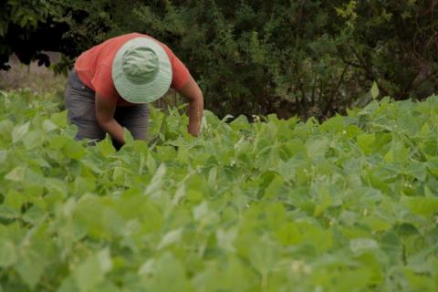 Agricultura ecológica / CanariasNoticias.es