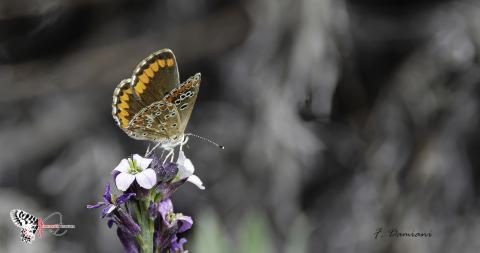 Aricia Cramera / Asoc ZERYNTHIA Aricia Cramera