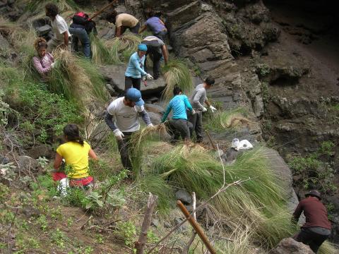 Voluntarios contra el rabo de gato en Buenavista del Norte (Tenerife) / CanariasNoticias.es Voluntarios contra el rabo de gato en Buenavista del Norte (Tenerife) / CanariasNoticias.es