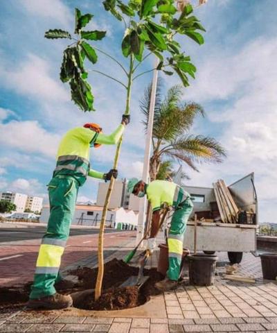 Árboles. Arrecife. Lanzarote/ canariasnoticias.es Árboles. Arrecife. Lanzarote/ canariasnoticias.es