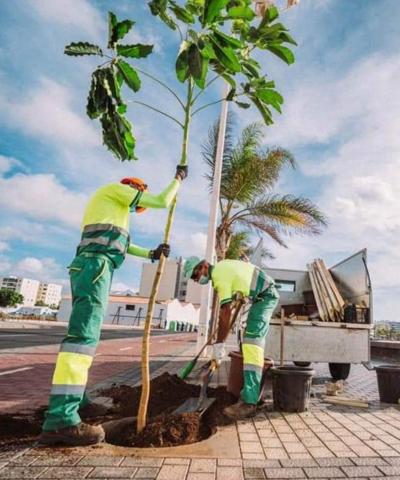 Árboles. Arrecife. Lanzarote/ canariasnoticias.es