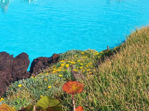 Pareja de zarapitos en Puerto de la Cruz / CanariasNoticias.es Pareja de zarapitos en Puerto de la Cruz / CanariasNoticias.es