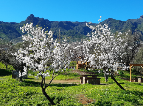 Almendreros en Valsequillo (Gran Canaria) / CanariasNoticias.es Almendreros en Valsequillo (Gran Canaria) / CanariasNoticias.es