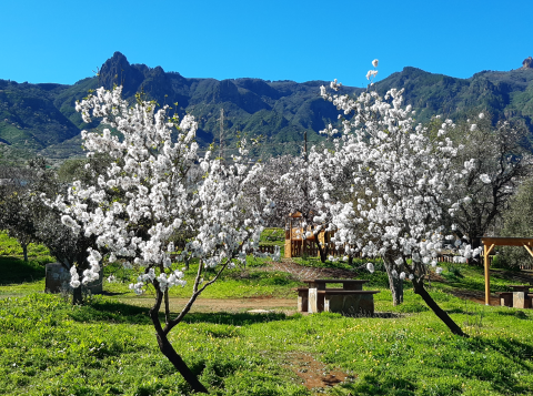 Almendreros en Valsequillo (Gran Canaria) / CanariasNoticias.es