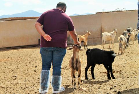 Ganadería en Antigua/ canariasnoticias.es