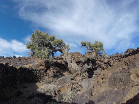 El «Patriarca» el árbol más viejo de Europa El «Patriarca» el árbol más viejo de Europa