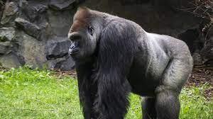 El Gorila Ozzie en el zoológico de Atlanta El Gorila Ozzie en el zoológico de Atlanta