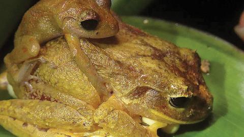 Ejemplares de 'Pristimantis gretathunbergae'