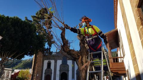 Poda de árboles en Teror (Gran Canaria) / CanariasNoticias.es Poda de árboles en Teror (Gran Canaria) / CanariasNoticias.es