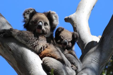 / Mark McMillan (Pexels) Koalas