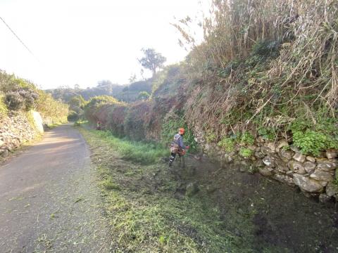  Desbroce y limpieza en Valleseco/ canariasnoticias.es