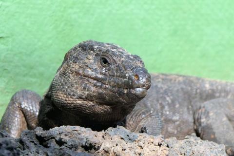 Lagarto Gigante de El Hierro / R. Álamo Lagarto Gigante de El Hierro