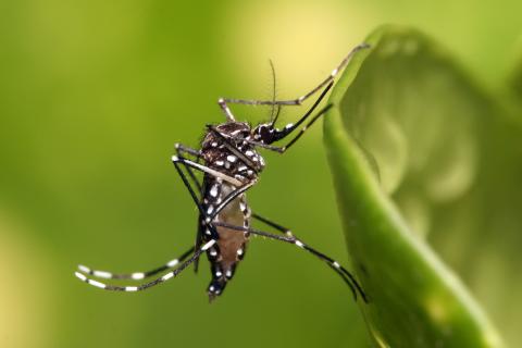 mosquito Aedes aegypti mosquito Aedes aegypti