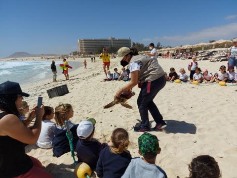 Suelta de tortuga en Corralejo (Fuerteventura) / CanariasNoticias.es