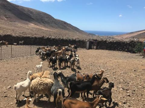 Ganadería en Pájara (Fuerteventura) / CanariasNoticias.es