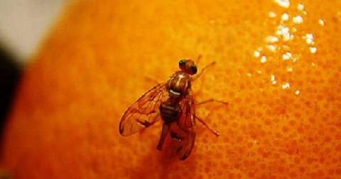 Mosca de la fruta Mosca de la fruta