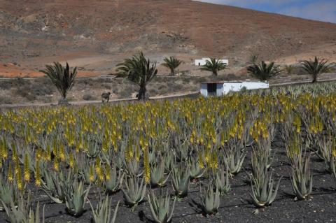 Aloe Vera/ canariasnoticias.es Aloe Vera/ canariasnoticias.es