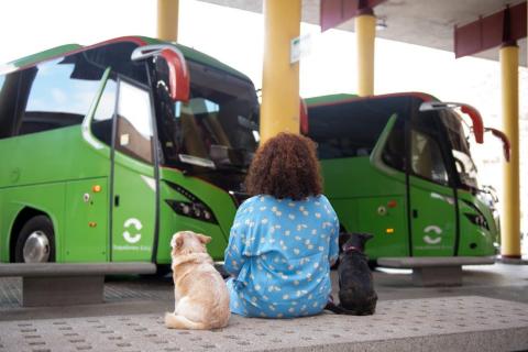 GuaguaGomera permite el transporte de animales domésticos / CanariasNoticias.es