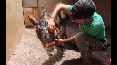 Rescatan un burro herido en Punta de Jandía en Pájara (Fuerteventura) / CanariasNoticias.es Rescatan un burro herido en Punta de Jandía en Pájara (Fuerteventura) / CanariasNoticias.es