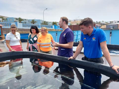 Traslada dos ejemplares de tortuga boba irrecuperables a Poema del Mar