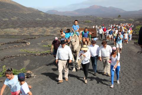 Vendimia tradicional con camellos en La Geria (Lanzarote) / CanarisaNoticias.es Vendimia tradicional con camellos en La Geria (Lanzarote) / CanarisaNoticias.es