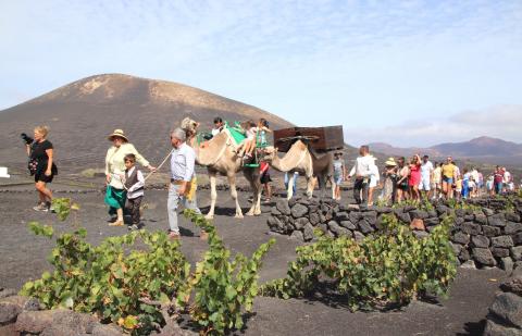 Vendimia tradicional con camellos en La Geria (Lanzarote) / CanarisaNoticias.es Vendimia tradicional con camellos en La Geria (Lanzarote) / CanarisaNoticias.es