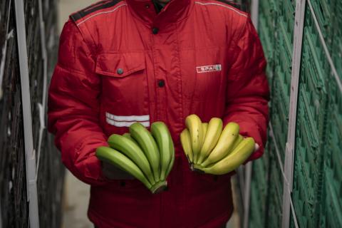 SPAR certifica su proceso de maduración controlada del plátano de Canarias / CanariasNoticias.es