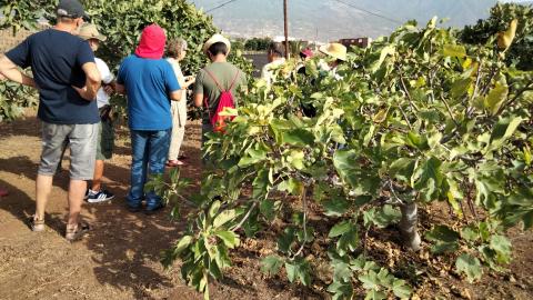 Finca de higueras en Güímar (Tenerife) / CanariasNoticias.es 