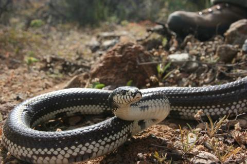Culebra real de California / CanariasNoticias.es Culebra real de California / CanariasNoticias.es