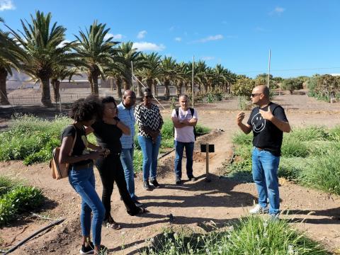 Conservación de palmerales/ canariasnoticias.es Conservación de palmerales/ canariasnoticias.es