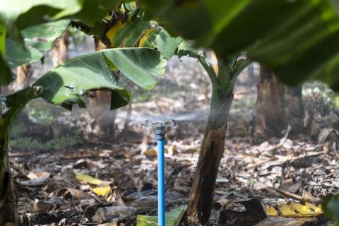 Agua de riego agrícola / CanariasNoticias.es