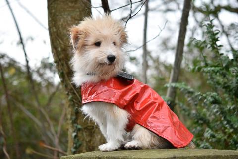 Perro con abrigo Perro con abrigo