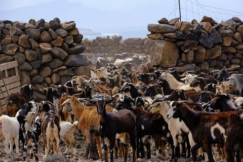 Cabras de Fuerteventura / CanariasNoticias.es Cabras de Fuerteventura / CanariasNoticias.es