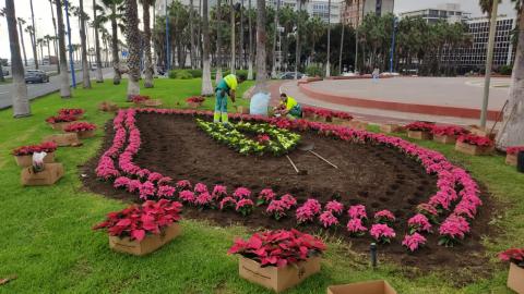 Plantación de Flores de Pascua en Las Palmas de Gran Canaria / CanariasNoticias.es