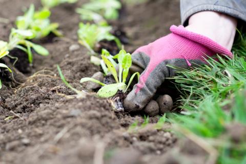 Alimentos para sembrar en tu huerto