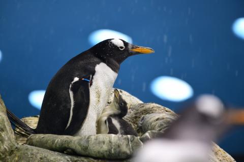 Nuevas crías de pingüinos en Loro Parque 