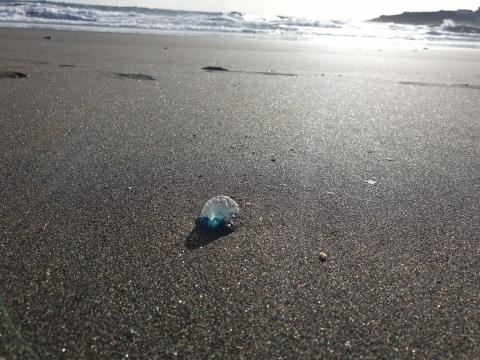 Aguavivas en playas de Telde / CanariasNoticias.es 