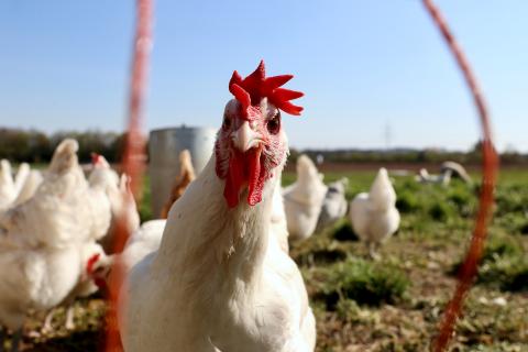 Imagen ilustrativa / Finn Mund (Unsplash) Gallina