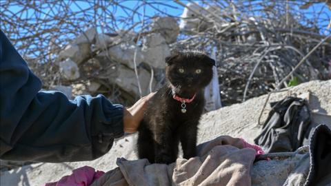 Gata rescatada tras el terremoto de Turquía Gata rescatada tras el terremoto de Turquía