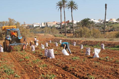 Recogida de papas en Antigua / CanariasNoticias.es 